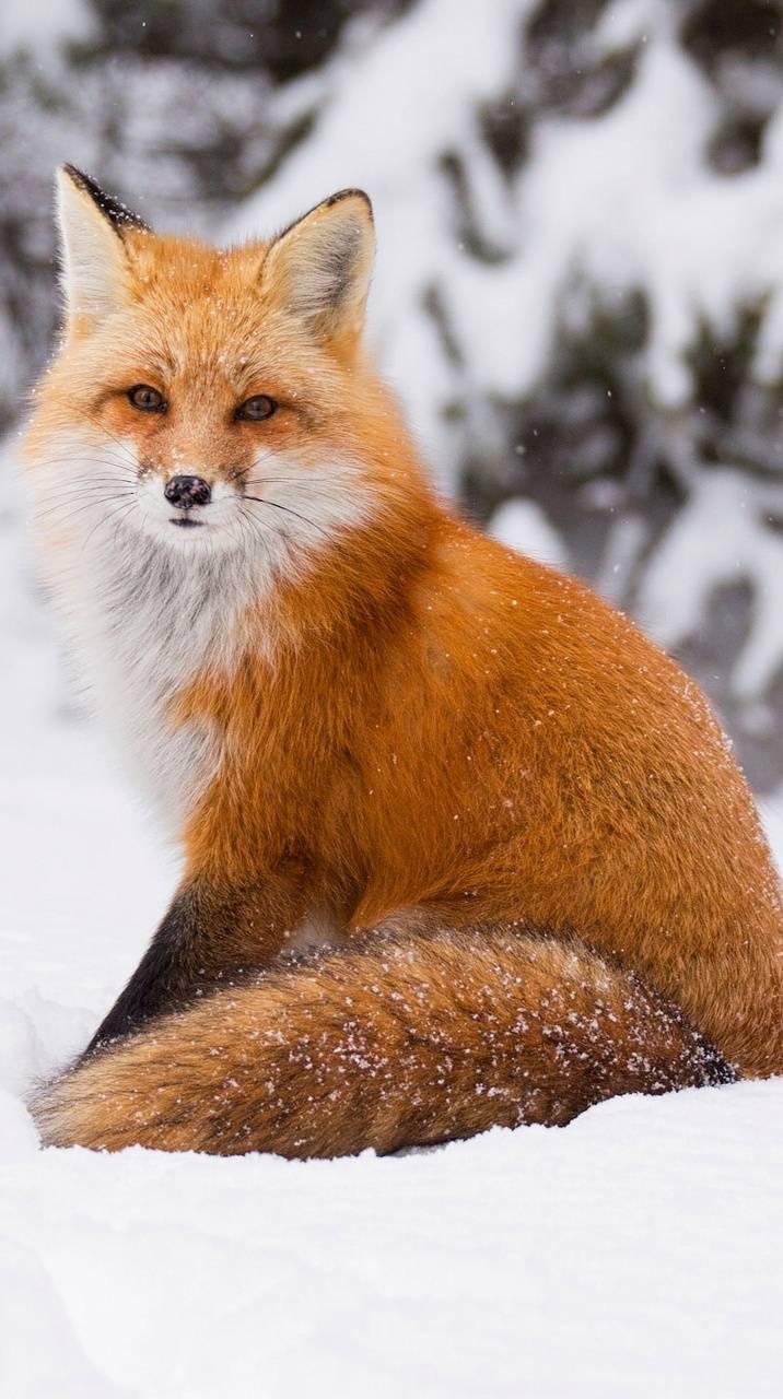 Как выглядит красная лиса Fox Wallpapers HD APK per Android Download