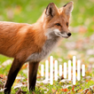 Fox Hunting Calls