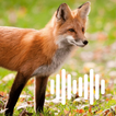 Fox Hunting Calls ikona