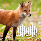 Fox Hunting Calls icon