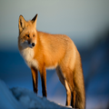 Fox Sounds