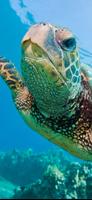 Gili Ocean ภาพหน้าจอ 1
