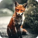 🦊 Fox Wallpaper 🦊-APK