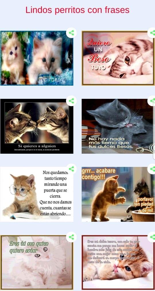 Gatitos tiernos con frases de amor for Android - APK Download