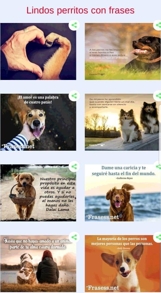 Perritos con frases de amor APK voor Android Download