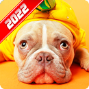 Bulldog Wallpaper APK