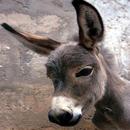 Donkey APK