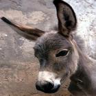 Donkey иконка
