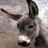 Donkey APK