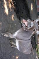 Donkey screenshot 1