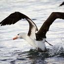 Albatross Live Wallpaper Free APK