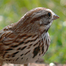 Talking Sparrow Free LWP APK