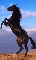 Horses Free Live Wallpaper HD ภาพหน้าจอ 1