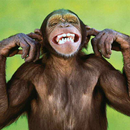 Talking Funny Monkey Free LWP APK