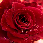 3D Love Rose Live Wallpaper icône