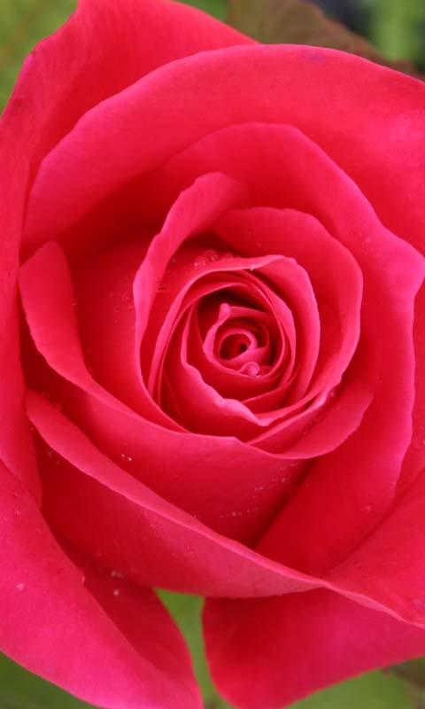 3D Love Rose Live Wallpaper APK  for Android – Download 3D Love Rose  Live Wallpaper APK Latest Version from 