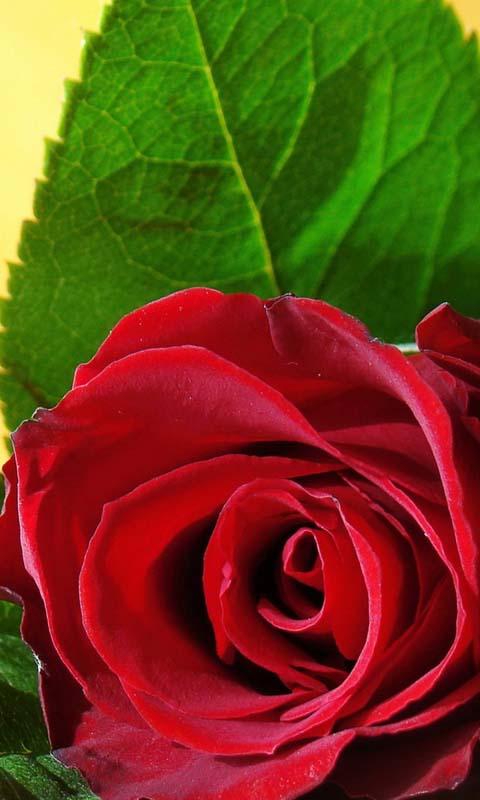 3D Love Rose Live Wallpaper APK for Android – Download 3D Love Rose Live Wallpaper APK Latest Version from 3D Love Rose Live Wallpaper APK for Android – Download 3D Love Rose Live Wallpaper APK Latest Version from