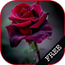 I Love Flowers Live Wallpapers, Free Rose Images APK