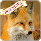 Fox & Wolf Wallpaper HD icône