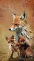 Fox & Wolf Wallpaper HD capture d'écran 3