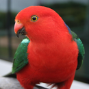 Talking Parrot Free LWP APK