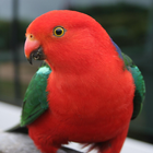 Talking Parrot Free LWP-icoon