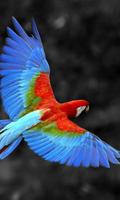 Talking Parrot Free LWP Affiche