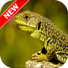 Lizard Wallpaper ikona