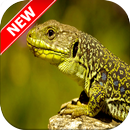 Lizard Wallpaper aplikacja