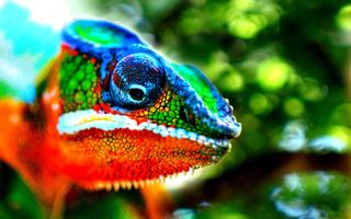 Lizard Wallpaper plakat