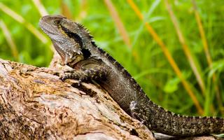 Lizard Wallpaper capture d'écran 1