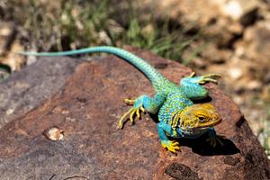 Lizard Wallpaper screenshot 2