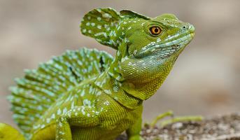 Lizard Wallpaper screenshot 3