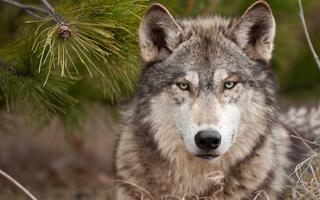 Wolf Wallpapers পোস্টার