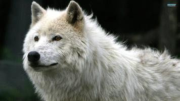 भेड़िया वॉलपेपर स्क्रीनशॉट 1