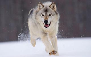 Wolf Wallpapers ภาพหน้าจอ 2