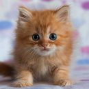 Cute Kittens Live Wallpaper APK
