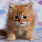 귀여운 새끼 고양이라이브 배경화면 아이콘