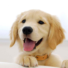 Cute Puppies Live Wallpaper আইকন