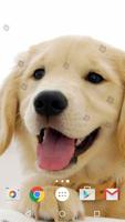 Cute Puppies Live Wallpaper পোস্টার