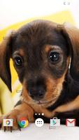 Cute Puppies Live Wallpaper ภาพหน้าจอ 2