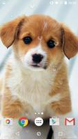 برنامه‌نما Cute Puppies Live Wallpaper عکس از صفحه