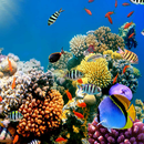 Aquarium Live Wallpaper APK