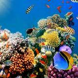 Fonds d'écran Aquarium icône