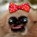 Funny Monkey Live Wallpaper APK