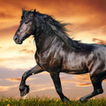 Cavalos Papel de Parede HD