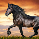Horses Live Wallpaper HD APK