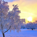Snowfall Live Wallpaper APK