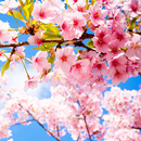 Sakura Live Wallpaper APK