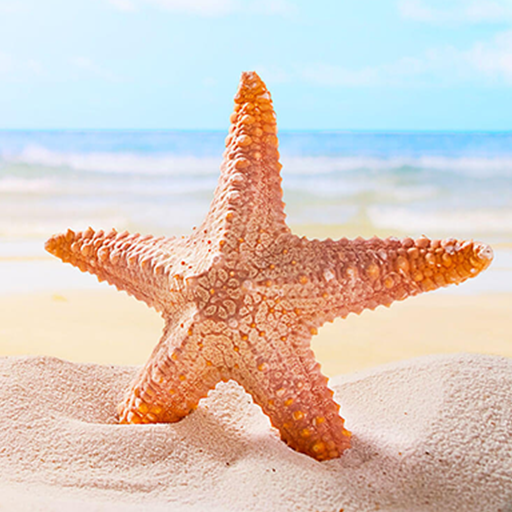 Summer Live Wallpapers